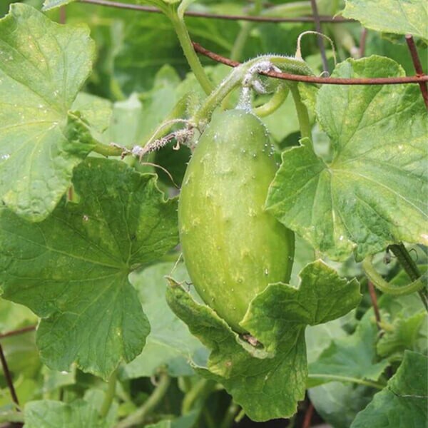 West Coast Seeds Cucumber Seeds
